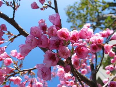 写真1：琉球寒緋桜