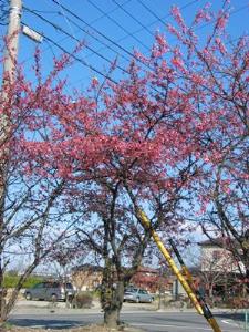 写真2：琉球寒緋桜