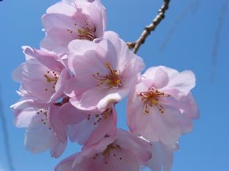 写真1：祗園枝垂桜