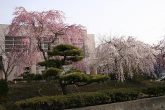 写真2：祗園枝垂桜