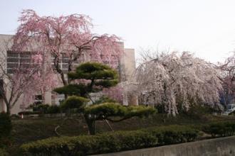 写真2:祗園枝垂桜