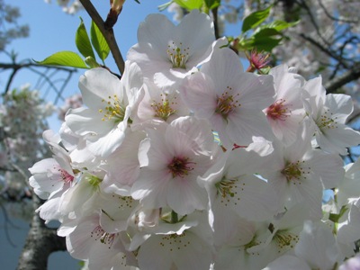 写真1：大島桜