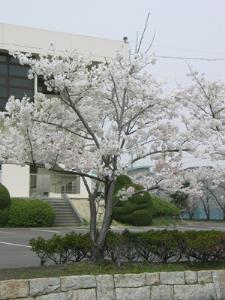 写真2：大島桜
