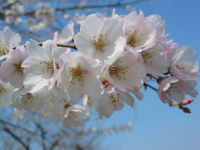 写真1：淡墨桜