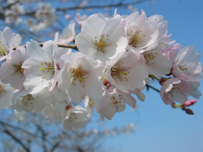 写真1：淡墨桜