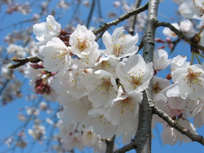 写真1：枝垂桜