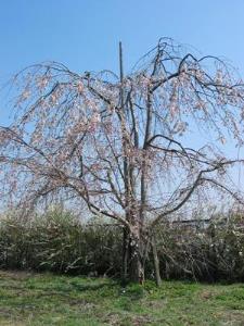 写真2：枝垂桜
