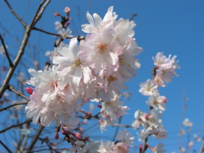写真1：四季桜