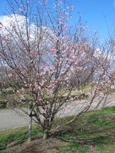 写真2：四季桜