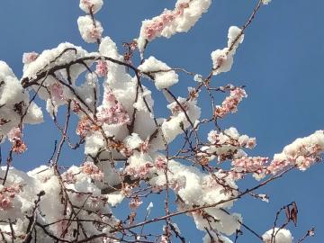 雪が積もった四季桜