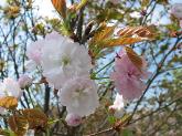 写真：奈良八重桜