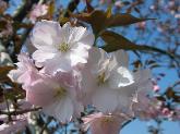 写真：大沢桜