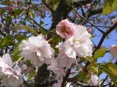 写真：鎌足桜