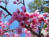 写真：琉球寒緋桜