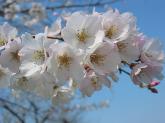 写真：淡墨桜