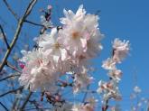 写真：四季桜