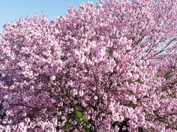 桜の写真18