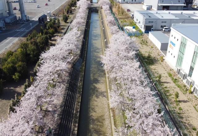 桜の写真20