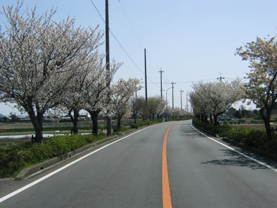 桜の写真4