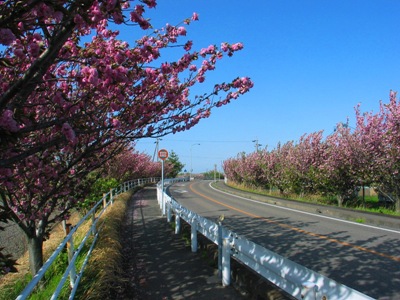 桜の写真15