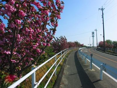 桜の写真16