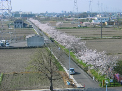 桜の写真5