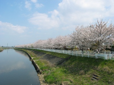 桜の写真3