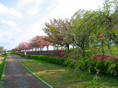 桜の写真11