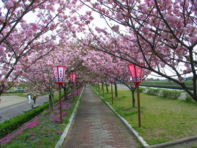 桜の写真12
