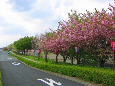 桜の写真13