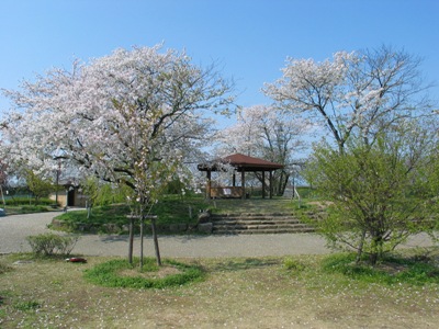 桜の写真8