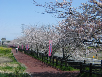 桜の写真7