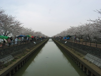 桜の写真10
