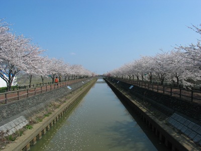 桜の写真9
