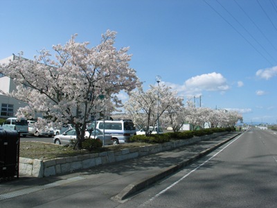 桜の写真1