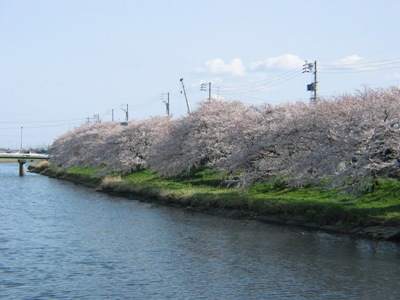 桜の写真2