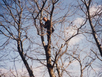 枝の写真
