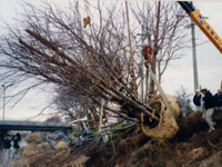 桜の移植の様子