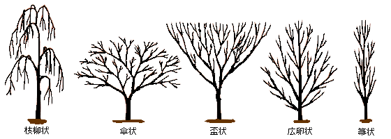 イラスト：枝柳状、傘状、盃状、広卵状、箒状