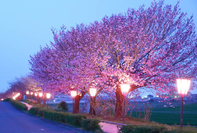 写真:日光川桜づつみ