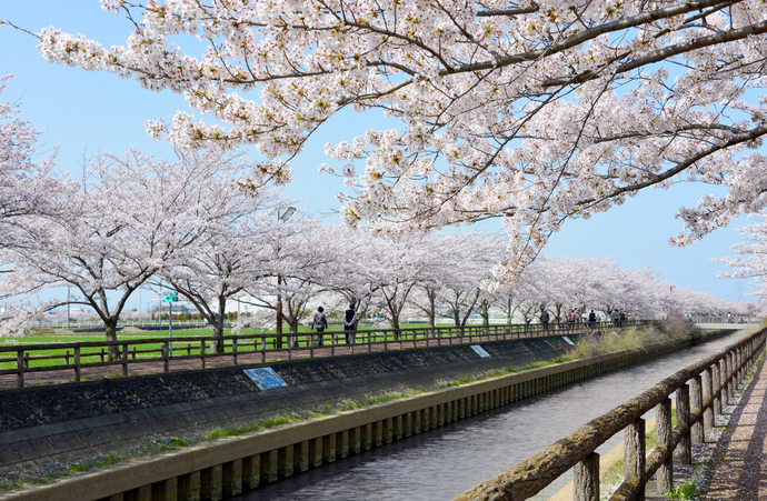 写真:須ケ谷川桜づつみ