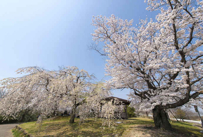 写真:日光川桜づつみ小公園