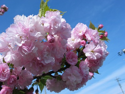 稲沢市平和の桜