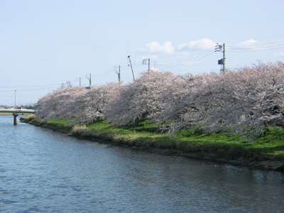 写真：水辺の桜