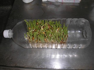 写真:1日目の豆苗