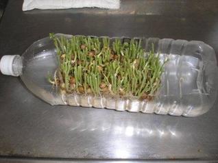 写真:2日目の豆苗