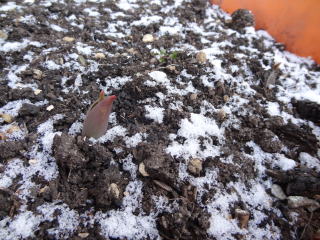 写真：チューリップの芽(3月1日)