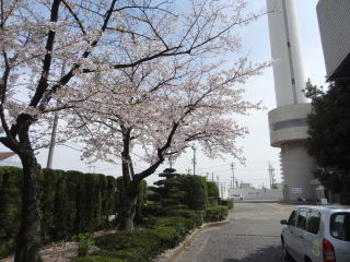 写真：環境センターの桜