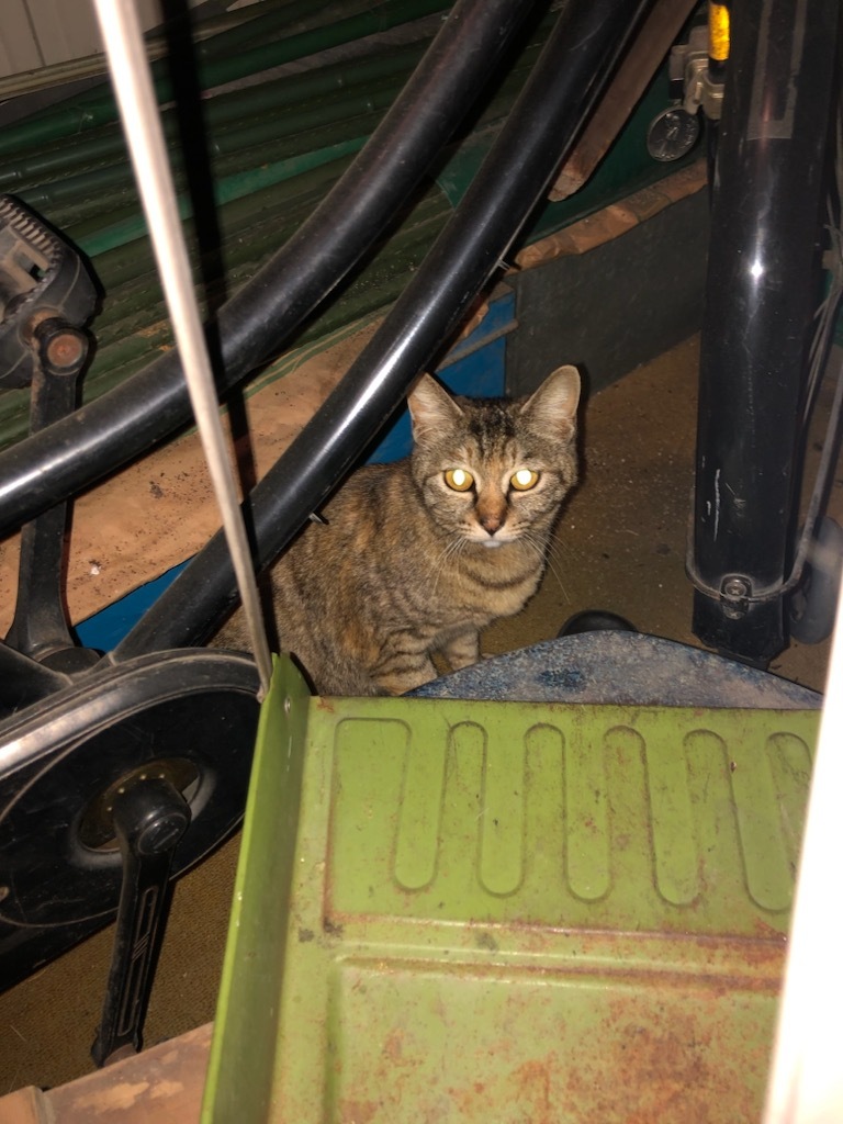 猫写真2