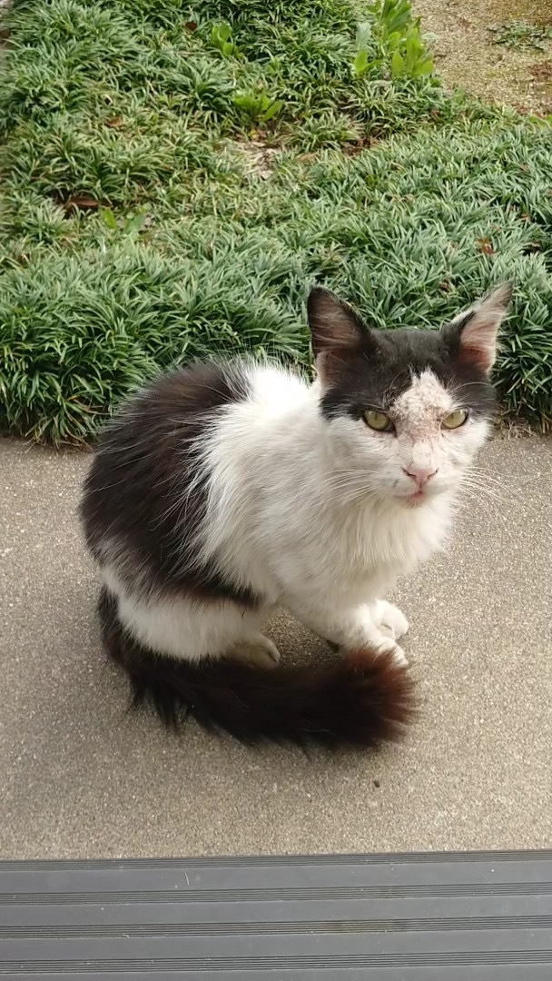 猫写真